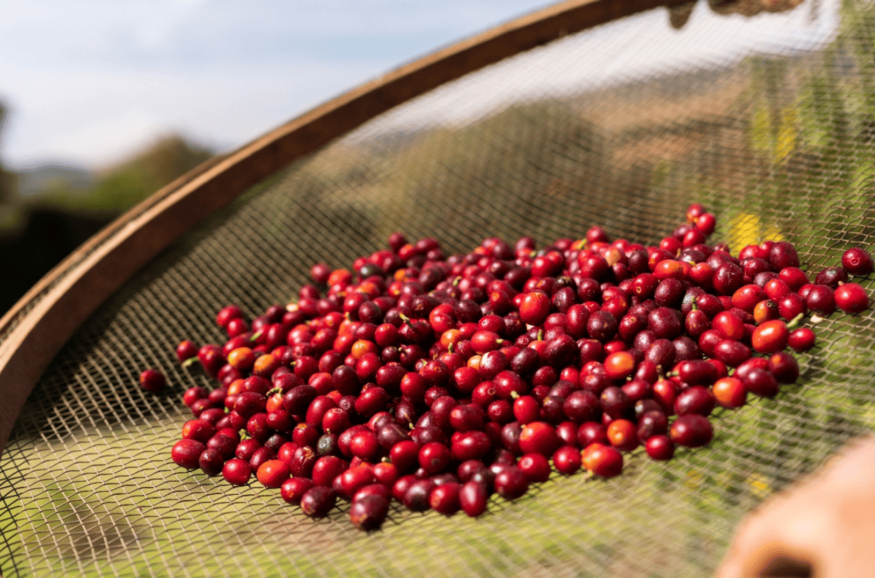 幸折射中国咖啡的全球版图电子pg进博会上的一杯瑞(图3)